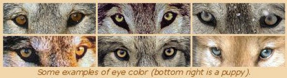 rare wolf eye colors